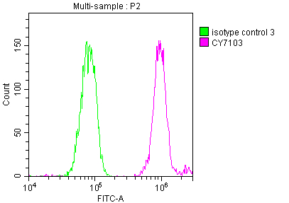 DDX5 Antibody