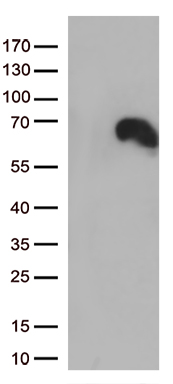 DDX50 Antibody
