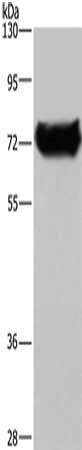DDX53 Antibody