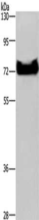 DDX53 Antibody
