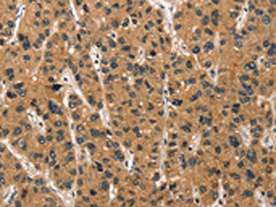 DEFA1/DEFA3 Antibody