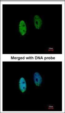 DENND1B antibody [N1C1]