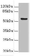 DENND2D Antibody