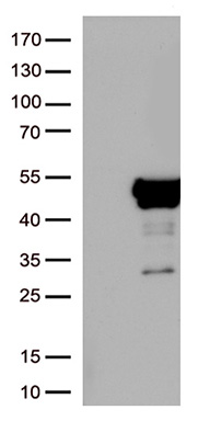 DCD Antibody