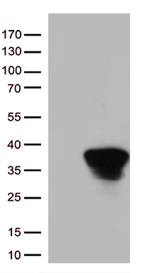 DCD Antibody