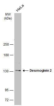 desmoglein 2 Antibody
