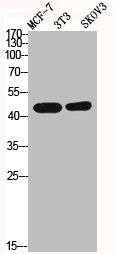 DFFA Antibody