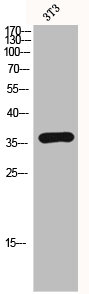 DFFA Antibody