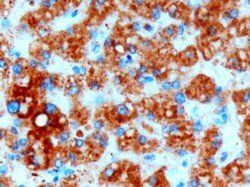 DGAT2 Antibody