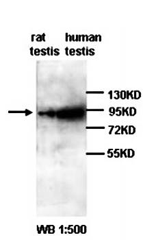 DGCR8 Rabbit Polyclonal Antibody