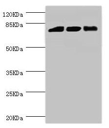 DGKA Antibody