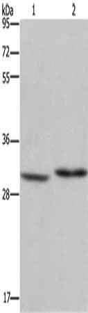 DHRS3 Antibody