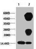 Di-methyl-Histone H3(K27) Antibody