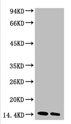 Di-methyl-Histone H3(K27) Antibody