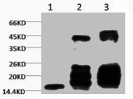 Di-methyl-Histone H3(K27) Antibody