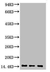 Di-methyl-Histone H3(K9) Antibody
