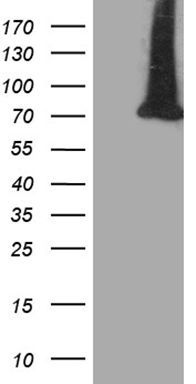 DIP13B Antibody