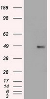 DIP13B Antibody
