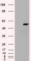 DIP13B Antibody