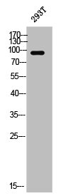DLG4 Antibody