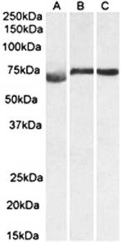 DMTF1 (aa629-642) Antibody