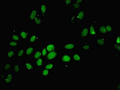 ID2 Antibody