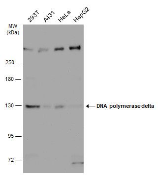 DNA polymerase delta 1, catalytic subunit Antibody
