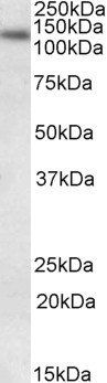 LIG1/DNA ligase I Antibody