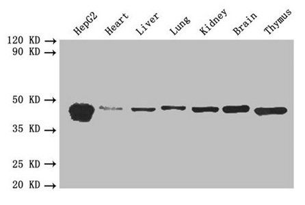 DNAJB1 Antibody