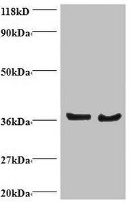 DNAJB1 Antibody