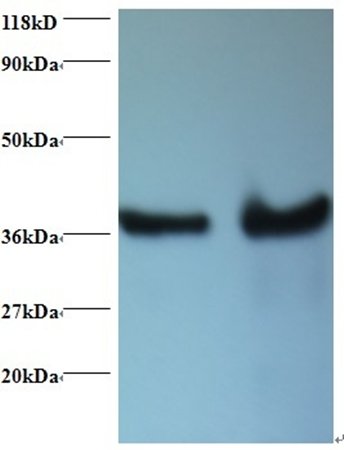 DNAJB1 Antibody (Biotin)