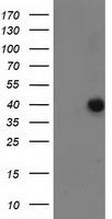 DNAJA2 Antibody