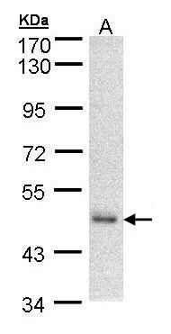 DNAJA2 antibody [N2C3]