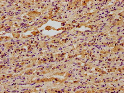 DNAJA3 Antibody