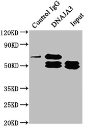 DNAJA3 Antibody