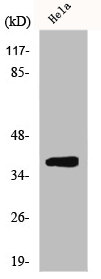 DNAJB11 Antibody