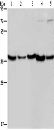 DNAJB4 Antibody