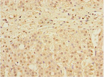 DNAJB9 Antibody