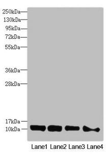DNAJC19 Antibody