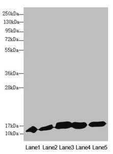 DNAJC19 Antibody