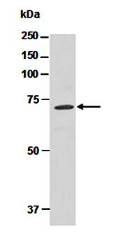 DNER (N) Antibody, Rabbit Polyclonal