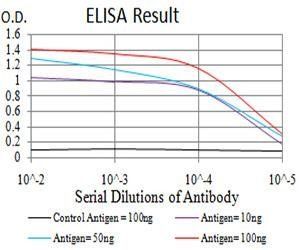 DNMT1 Antibody