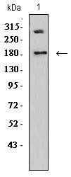 DNMT1 Antibody
