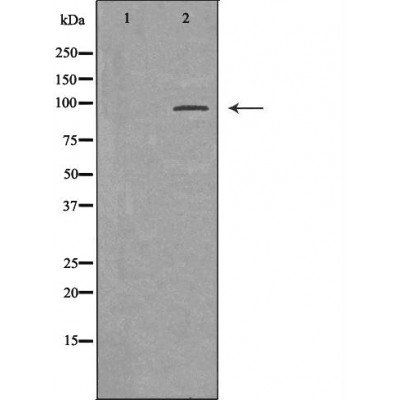 DNMT3B Antibody