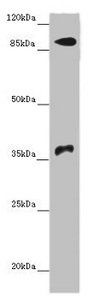 DNMT3B Antibody