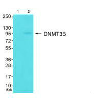 DNMT3B Antibody