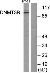 DNMT3B Antibody