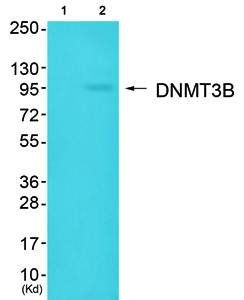 DNMT3B Antibody