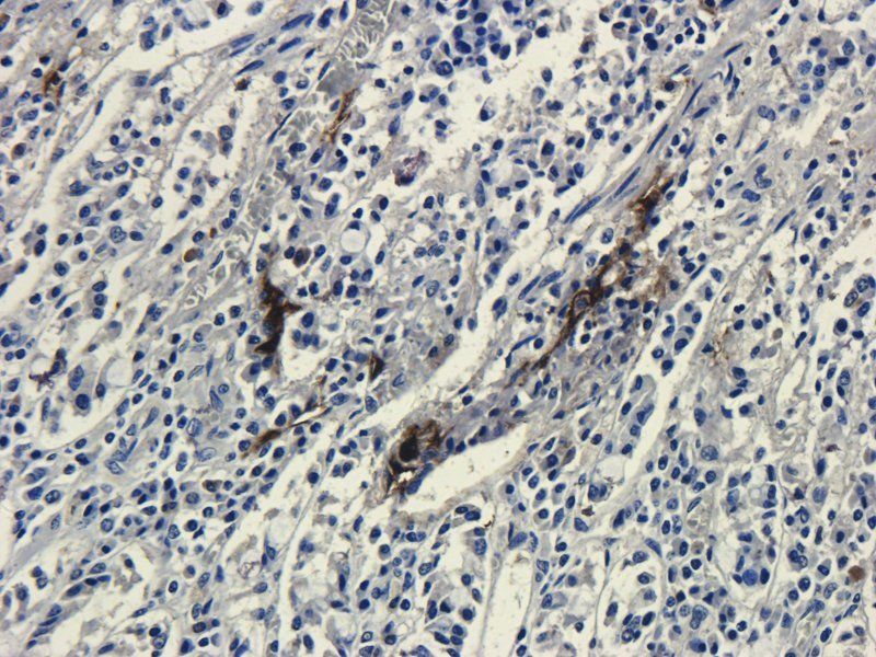 Dnmt3b Rabbit Polyclonal Antibody