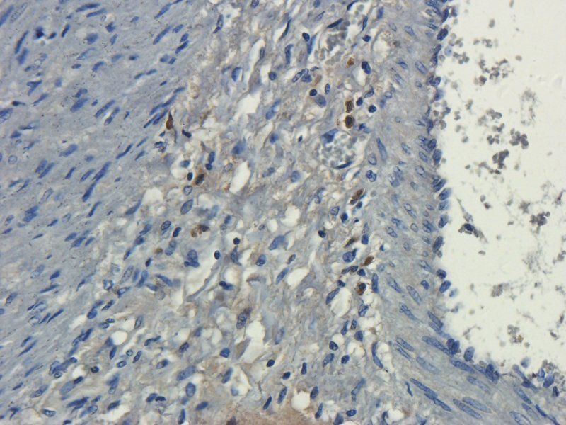 Dnmt3b Rabbit Polyclonal Antibody